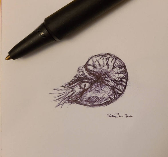Nautilus in Pen