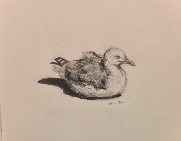 Western Gull