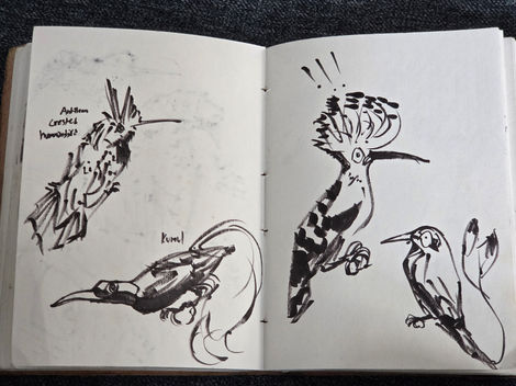 Stylized Bird Studies