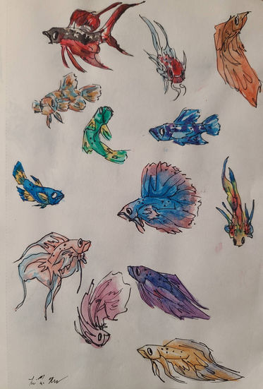 Betta Color Studies