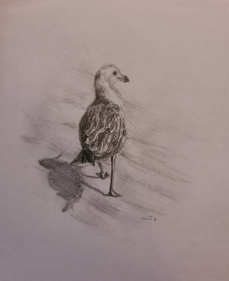 Seagull