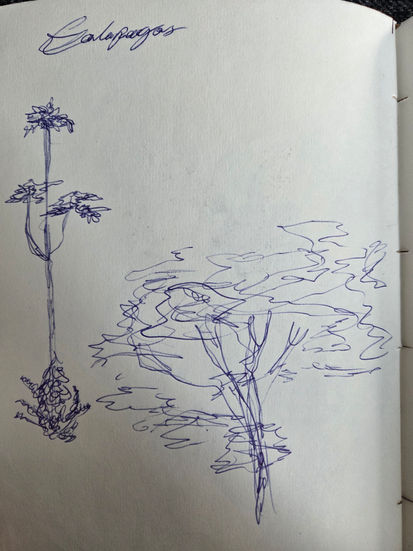 Galapagos Trees