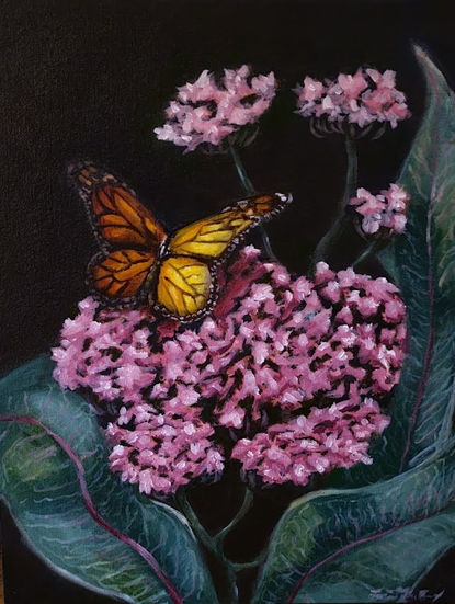 Monarch on Milkweed