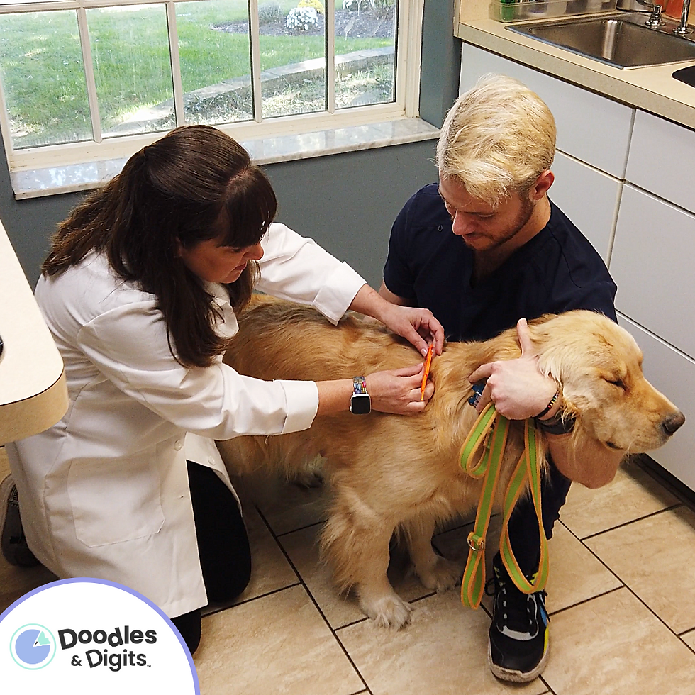 A vet measuring the skin on a golden retreiver to show she uses math.