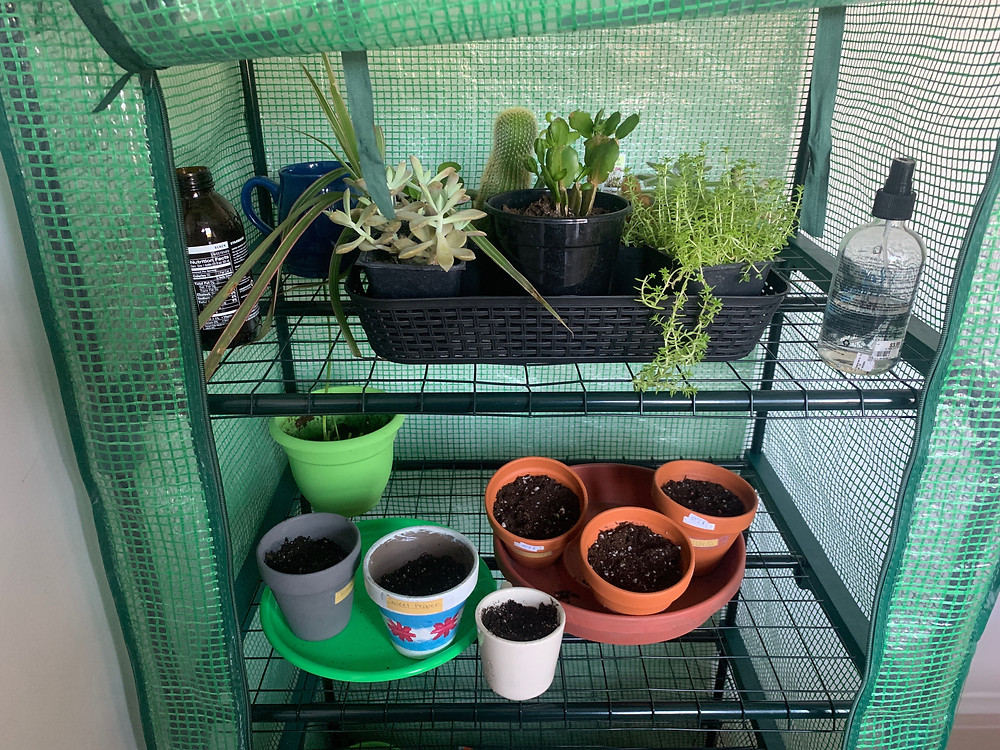 Two levels of the indoor mini greenhouse in Nic's apartment.