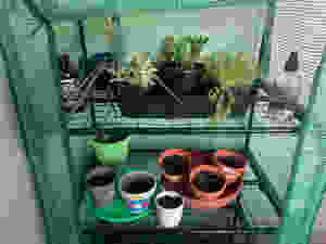 Two levels of the indoor mini greenhouse in Nic's apartment.