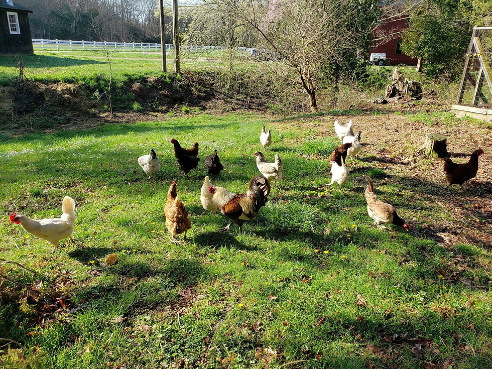 Chickens