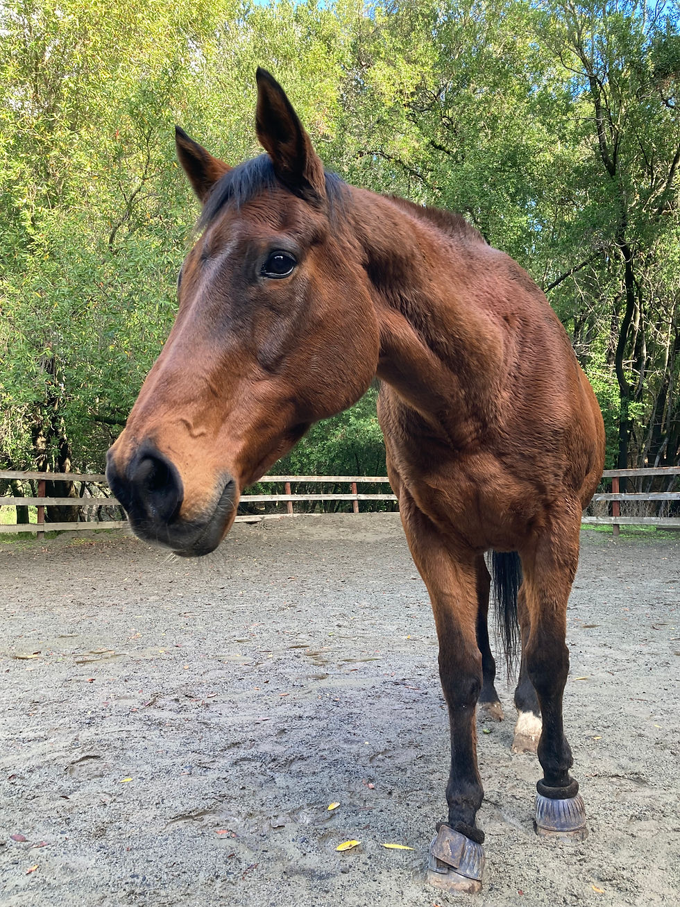 Souly from Equine Insight