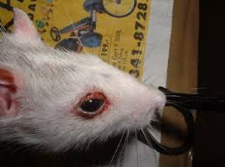 ratten krankheit