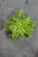 Escarola Fina