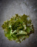 Lechuga Bronceada