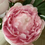 Thumbnail: Pink peonies in glass Vase 