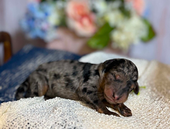 puppy 3.jpg