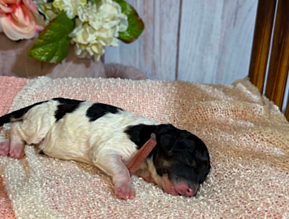 puppy 9.jpg