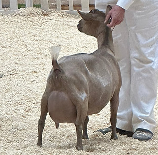 dams dam lucky penny rear.jpg