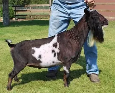 dams sire aramus.png