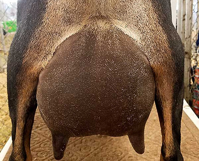 Dams Udder.jpg