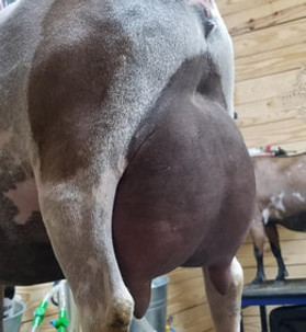 FK dam udder.jpg