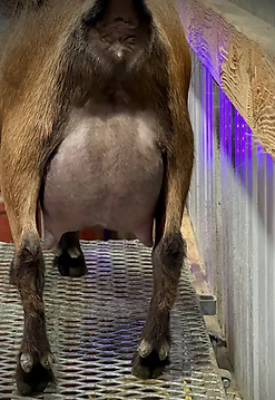 dams ff udder.png