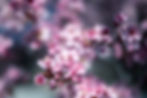 Des fleurs de sakura