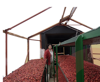berry infographic.png