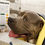 Thumbnail: Microfiber Pet Drying Towel