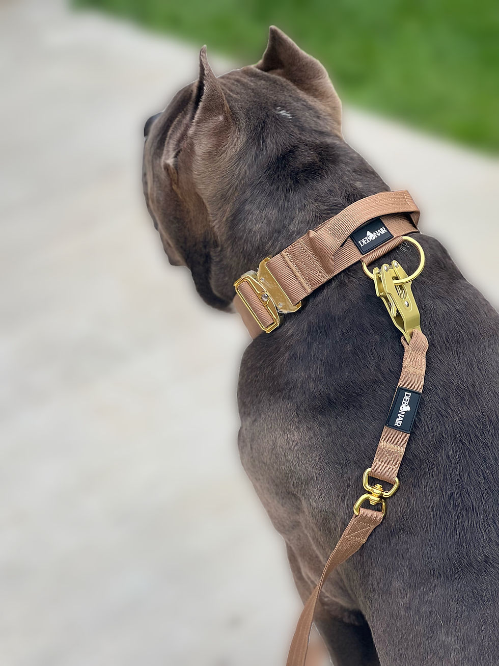 Thumbnail: Signature Collection Tactical Collar & Leash Set