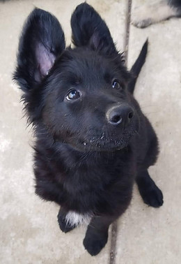 black german shepherd puppy