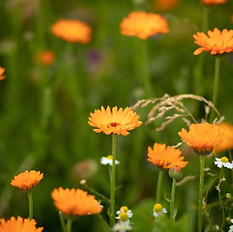 Jardin d'Eve - Fleurs fraîches production locale.jpg