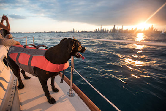 boating-with-dogs.jpg