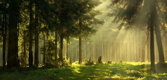 Lebensquell Wald.jpg