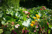 kurhotel-badzell-philippfroehlich-blumen.jpg