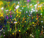 kurhotel-badzell-philippfroehlich-johannesweg-blumenwiese.jpg