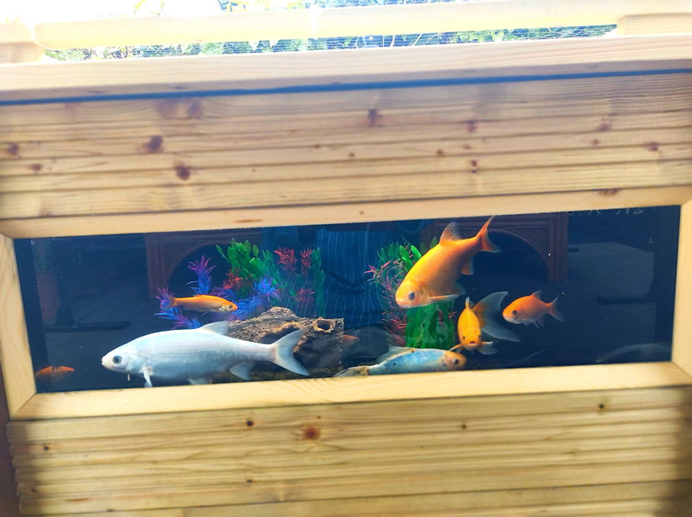 Thumbnail: Large Garden Pond with Viewing Window 235x100x66h cm