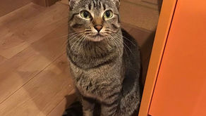 🐾 宮本テックさんのお家の猫「こまちゃん」紹介 🐈‍⬛