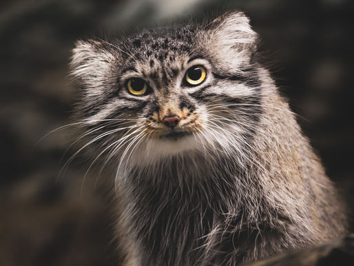 A close up of a Pallas's cat at Cincinnati Zoo
