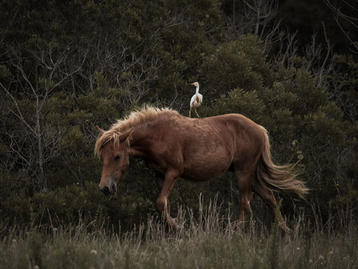 The Wild Horses of Assateague Island