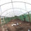 Thumbnail: Green Growing Greenhouse 800x300x200 Outsunny