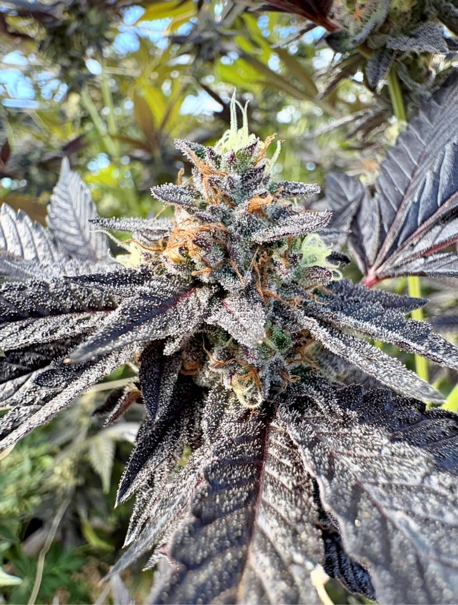New Mexico Wholesale Cannabis: What Dispensaries Should Look for in a Cannabis Supplier