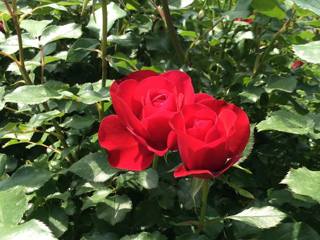 花フェスタ記念公園