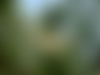 上を向いて歩こう