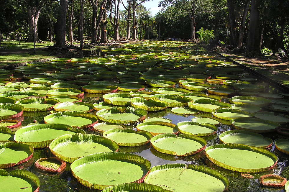 Thumbnail: Pamplemousses Botanical Garden