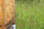 Buckfast Bienen