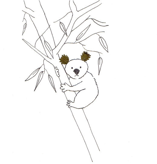 Koala.jpg