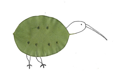 Kiwi.jpg