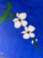 White orchids on a blue background
