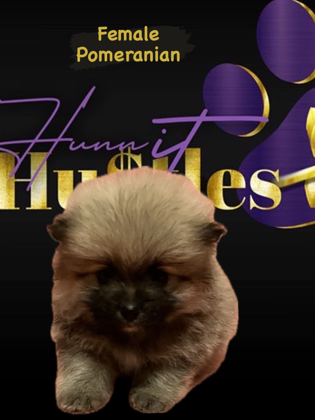 Female Pomeranian 