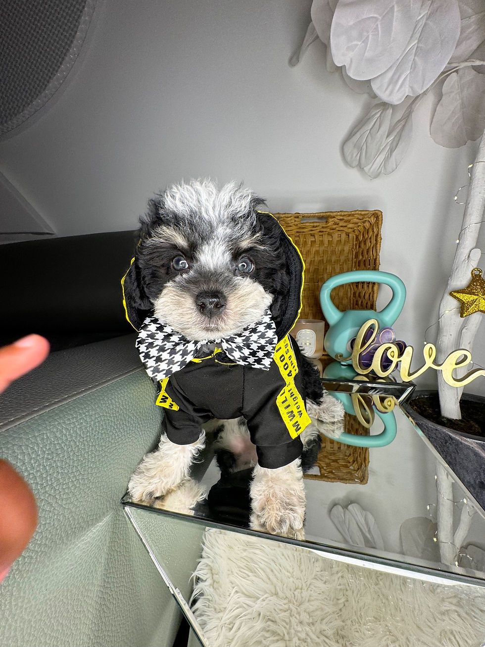 Thumbnail: Male Toy Poodle 