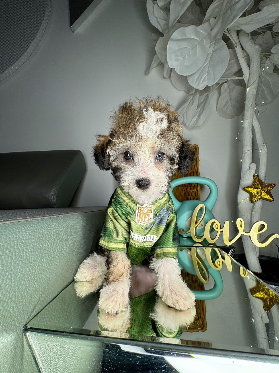 Thumbnail: Male Toy Poodle
