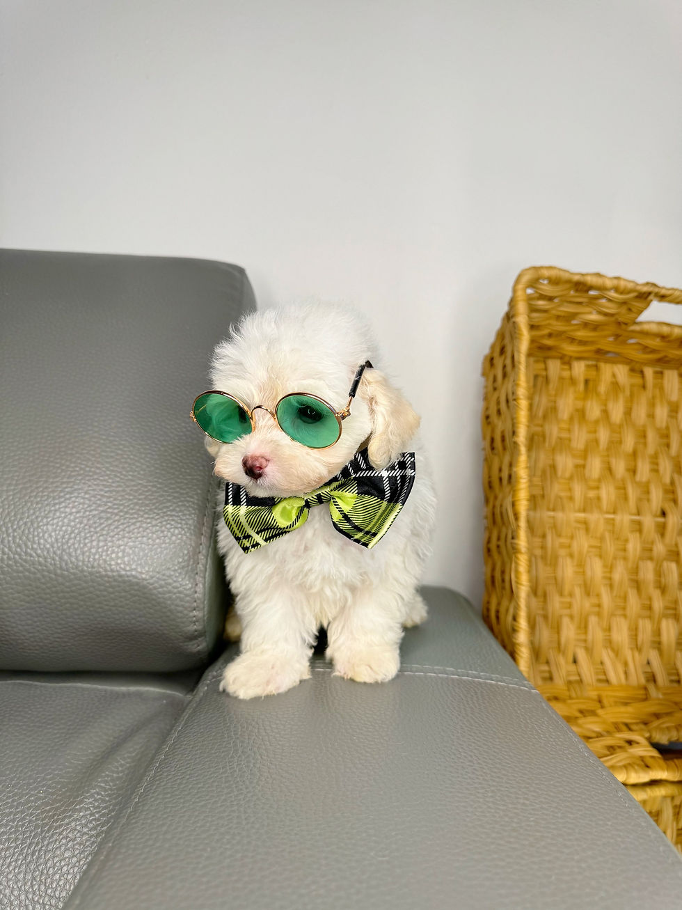 Thumbnail: Male Toy Maltipoo 
